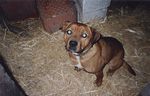 Kirmeshund-mal was neues!